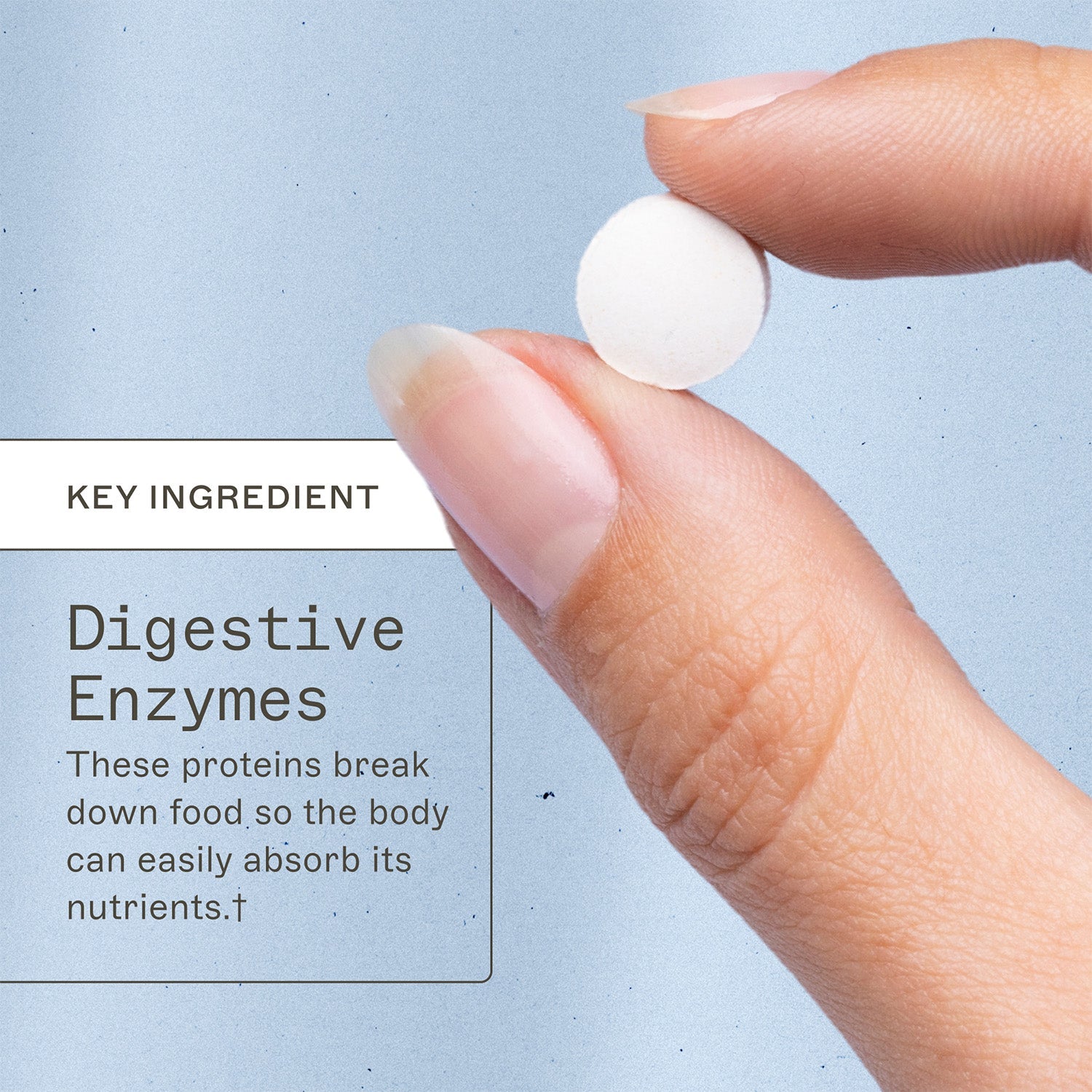 AMMD Complete Enzymes Chewable Key ingredient infographic. Digestive enzymes, these proteins break down food so the body can easily absorb its nutrients†