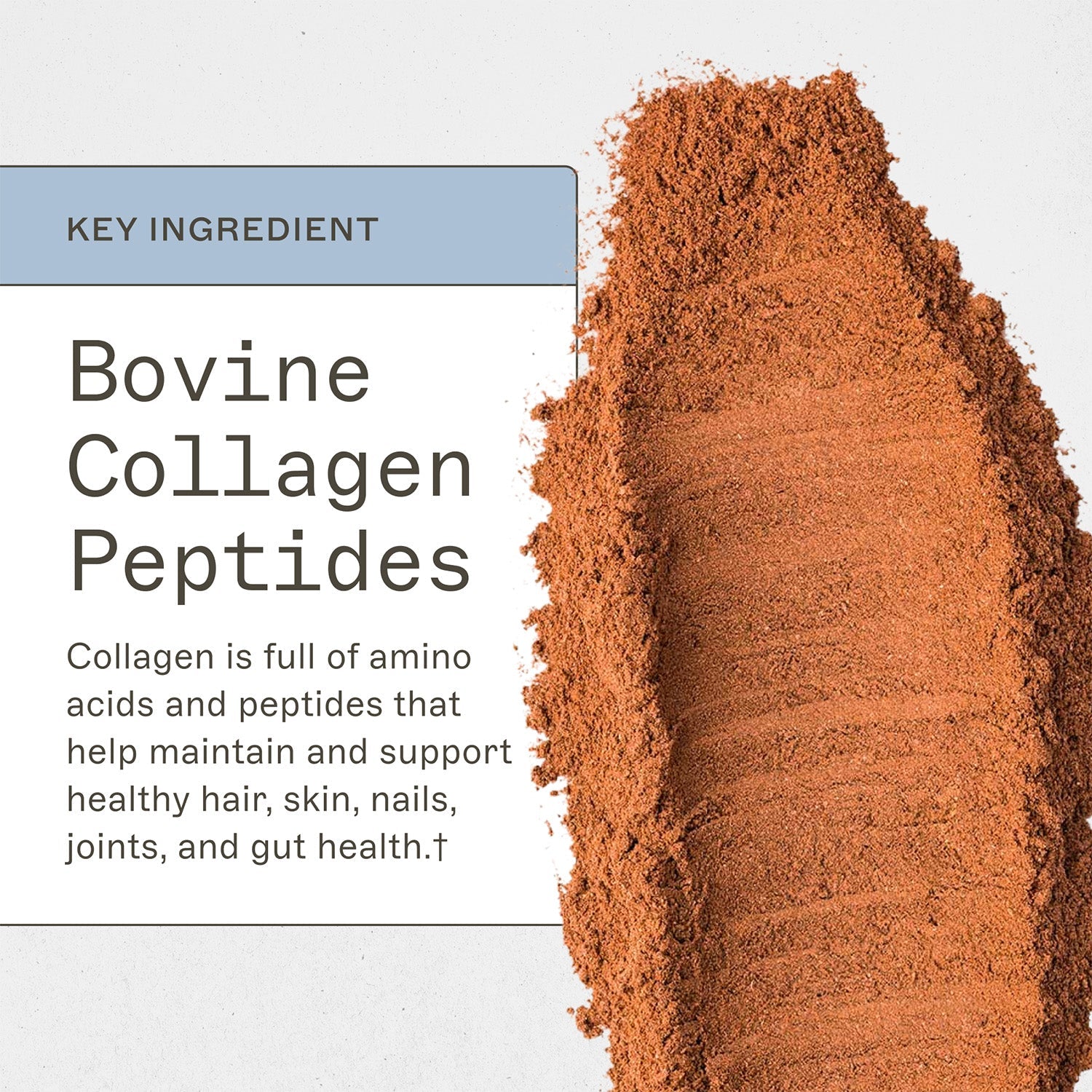 Paleo Protein Mocha Latte key ingredient, Bovine Collagen Peptides, collagen is full of amino acids and peptides that help maintain and support healthy hair, skin, nails, joints, and gut health†.