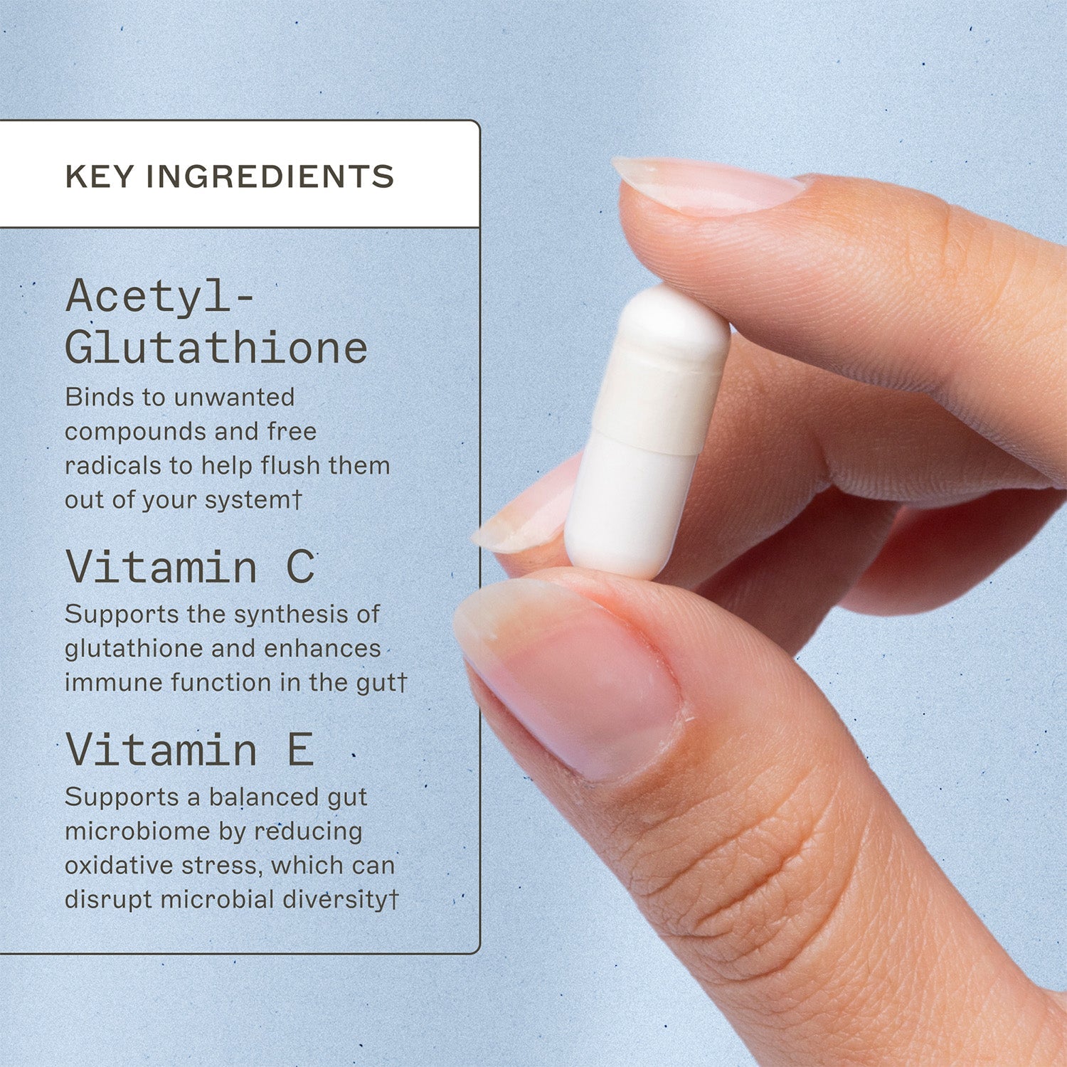 AMMD Glutathione Key Ingredients infographic. Acetyl-Glutathione, binds to unwanted compounds and free radicals to help flush them out of your system†. Vitamin C, supports the synthesis of glutathione and enhances immune function in the gut†. Vitamin E, supports a balanced gut microbiome by reducing oxidative stress, which can disrupt microbial activity†. 