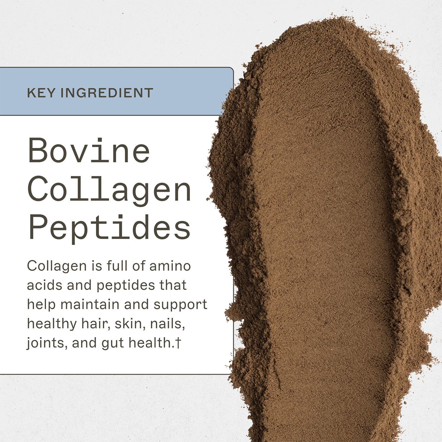 Paleo Protein Double Chocolate key ingredient, Bovine Collagen Peptides, collagen is full of amino acids and peptides that help maintain and support healthy hair, skin, nails, joints, and gut health†. 